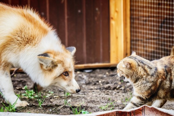 Berlino: come convivono animali selvatici e gatti