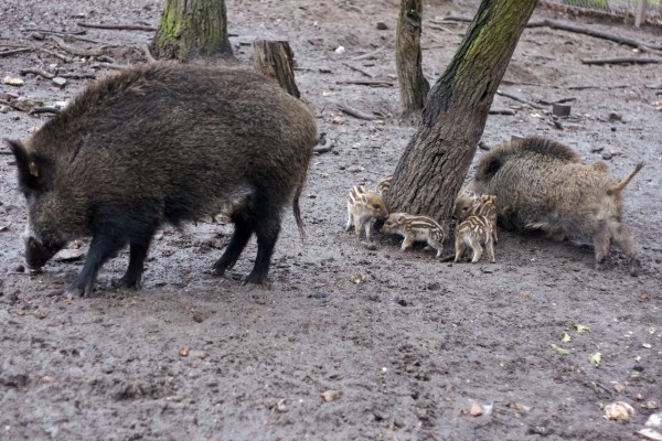 Alternatives to hobby hunting against swine fever