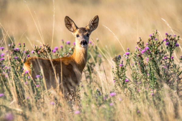 Appenzell relies on lead-free hunting ammunition