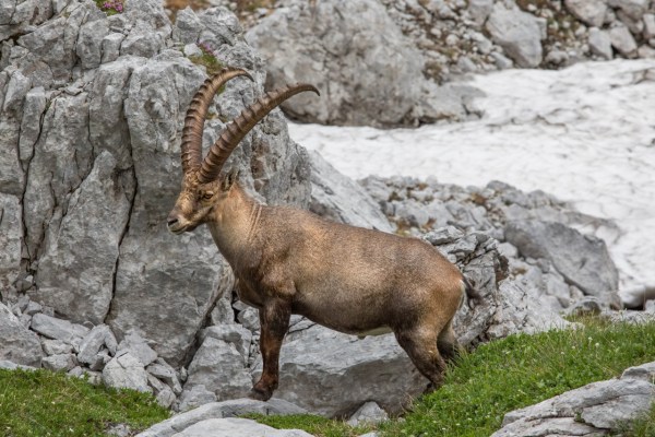 Steinböcke kehren ans Stockhorn zurück
