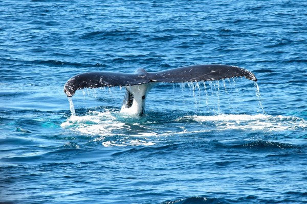 Islande : la chasse à la baleine pourrait bientôt être interdite