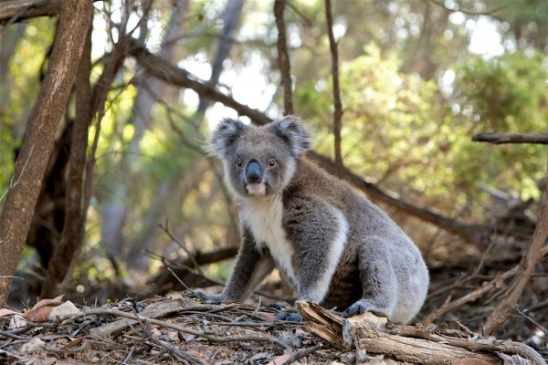 Koala's in Oost-Australië officieel bedreigd