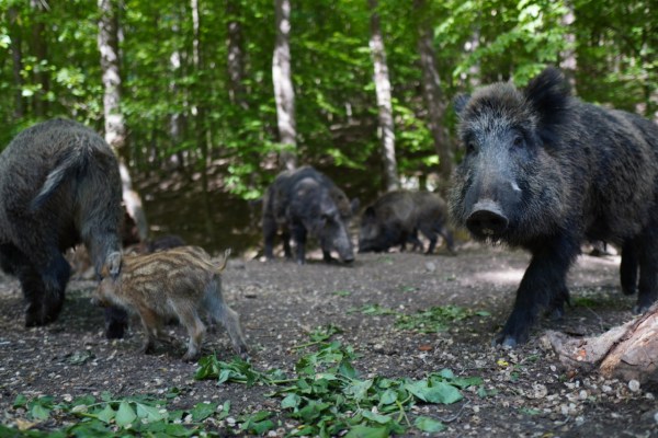 ASP-Zaun im Nationalpark Unteres Odertal geplant