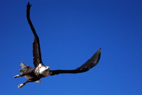 USA: Hobby-Jäger gefährden Adlerpopulationen