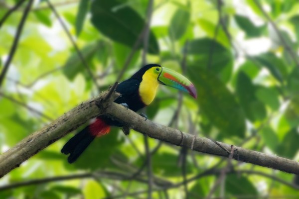 Panama : la nature obtient le droit d'exister