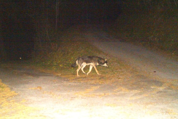 PETA denuncia il Cantone Vallese