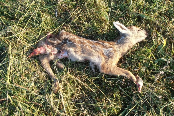 Mowing season: fawns and young hares in mortal danger