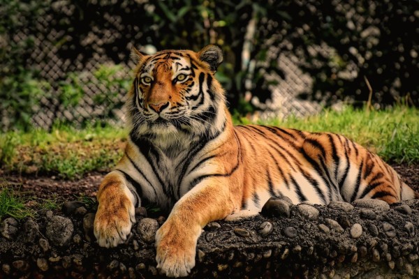 EU will Wildtiere als Haustiere verbieten