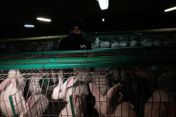Italy: Scandalous conditions in rabbit farming