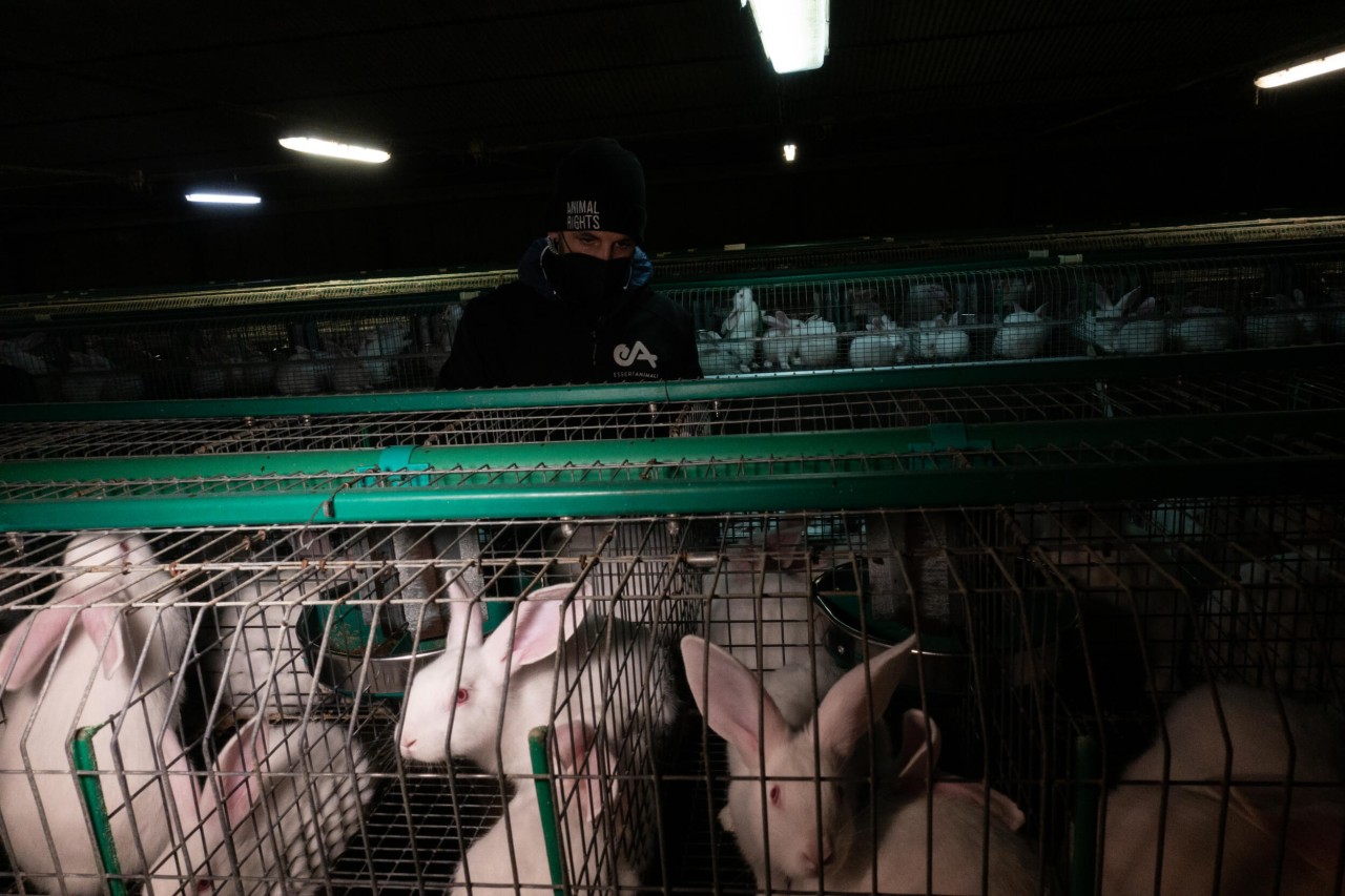 Italien: Skandalöse Zustände in Kaninchenzucht