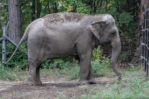 USA: Zoo-Elefant vor dem Richter