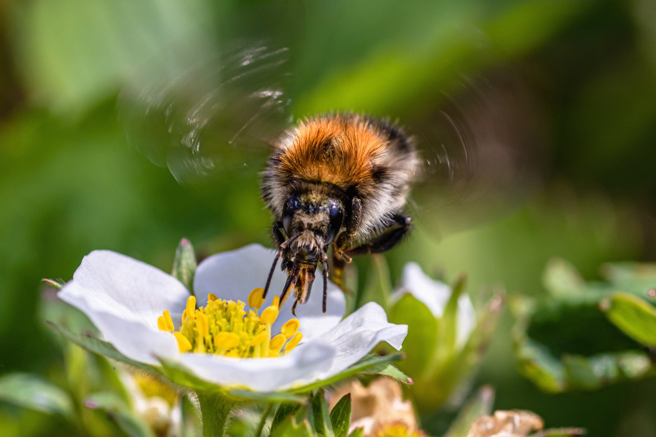 So helfen Sie Bienen und anderen Bestäubern