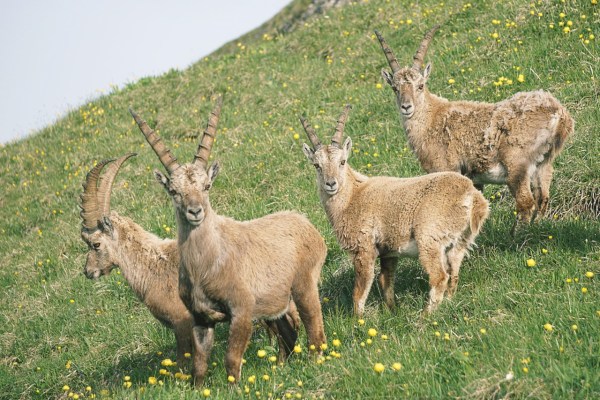 St. Gallen: New arrangements for hunting grounds