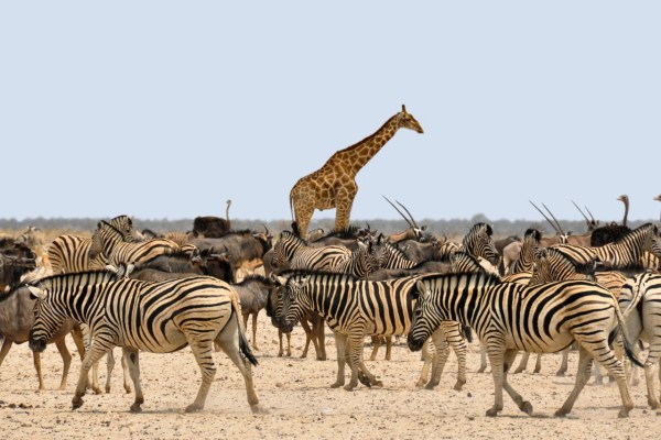 Animal rights scene ignores dialogue with the hobby hunting lobby