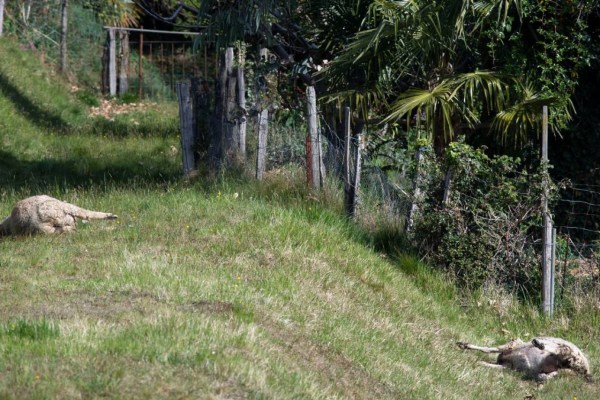 Ticino: wolf in the Rovana valley approved for kill