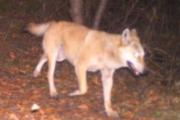 Grisons: wolf hybrid killed