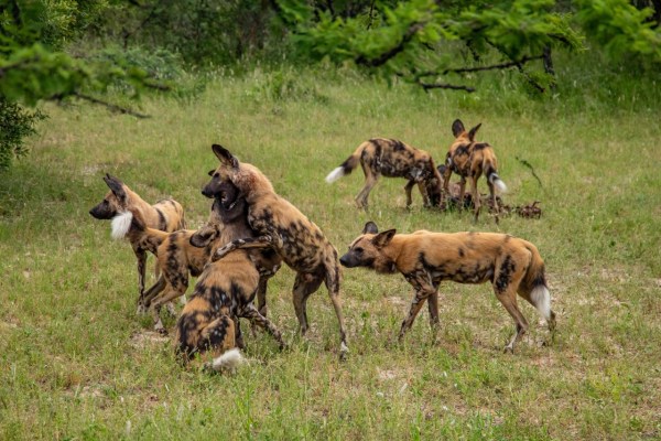 African wild dogs give birth 22 days later
