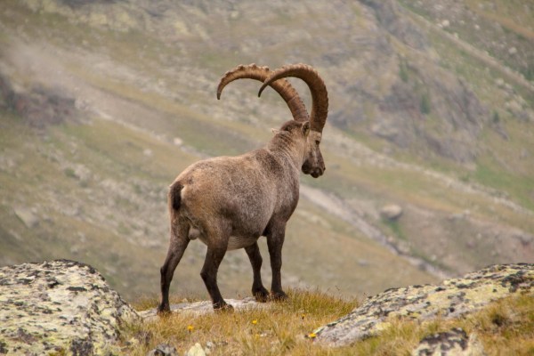 Tout savoir sur l'énigmatique bouquetin des Alpes
