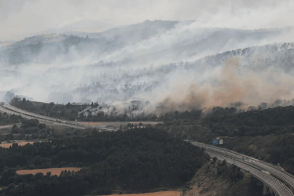 Spanien: Waldbrand bedroht Wolfspopulation