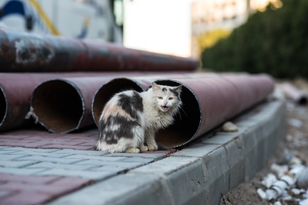 Berlijn: kattenbeschermingsverordening treedt in werking