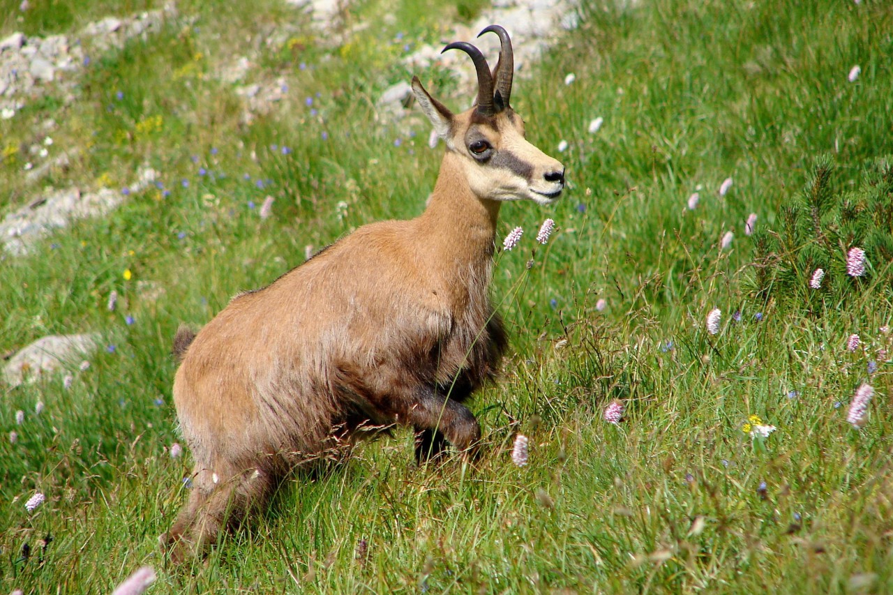 Deutschland: Klage gegen Gams-Abschussplan abgewiesen