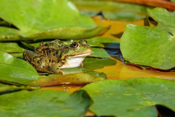 L'appétit pour les cuisses de grenouilles pousse des espèces vers l'extinction