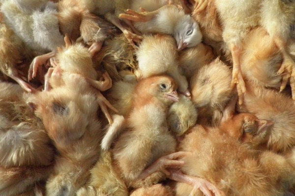 EU gasses hundreds of millions of chicks every year