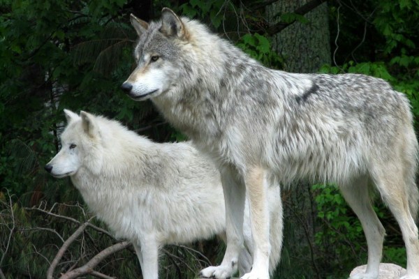 Gestione di successo del lupo in Minnesota