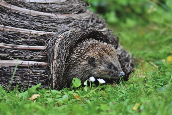 Gartenzeit: Tipps für den Schutz von Wildtieren