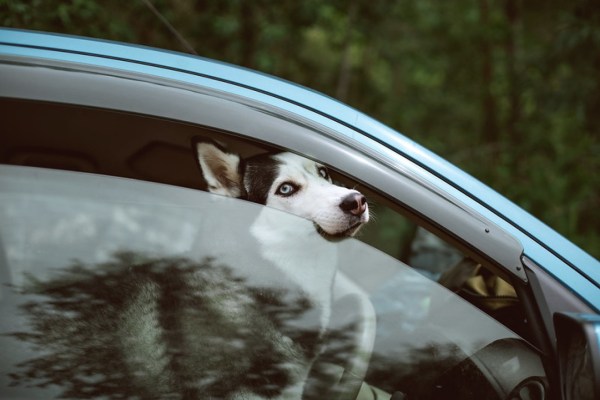 Heat death: how to free dogs from parked cars