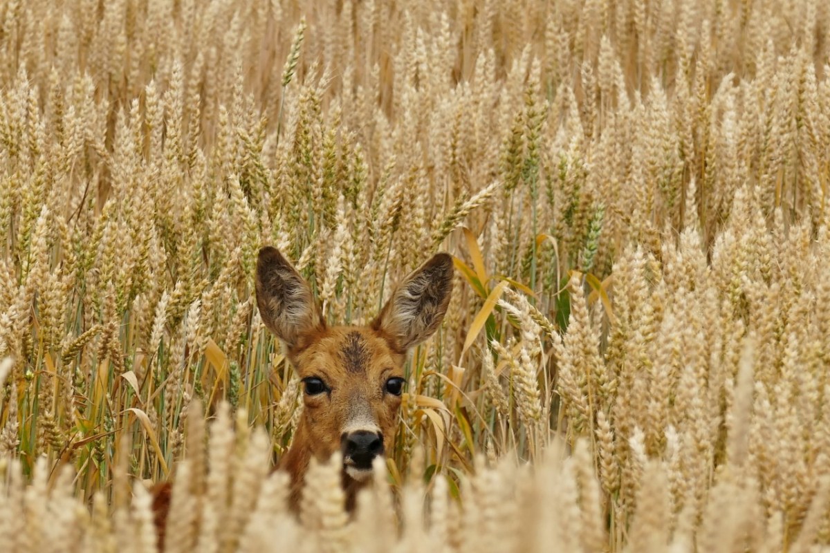 Wild beim Wild