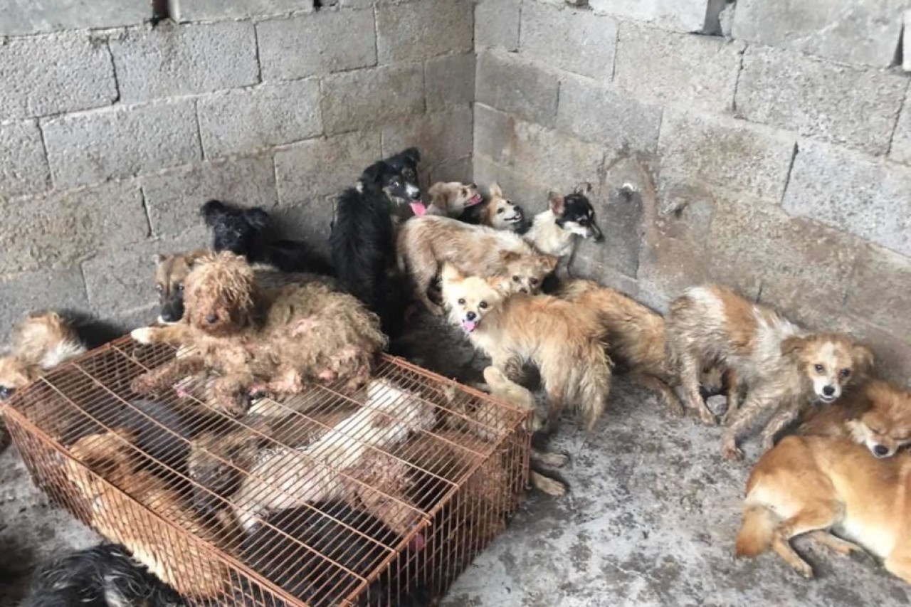 Hunderte Hunde vor dem Yulin-Festival gerettet
