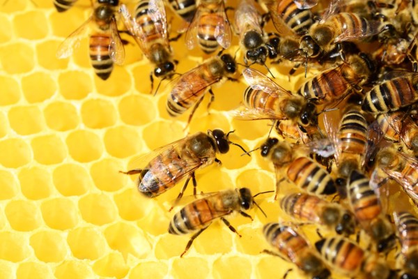 Imker krijgt schadevergoeding voor glyfosaat in honing