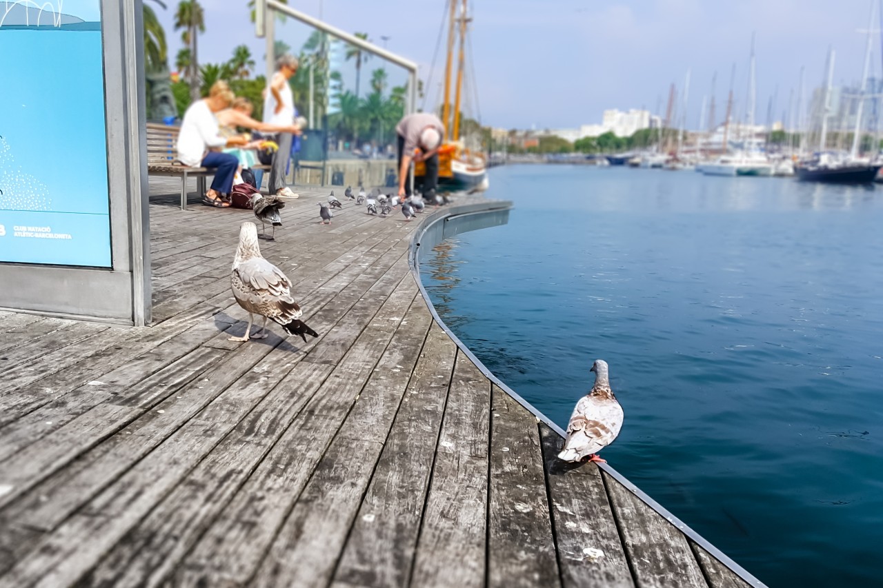 Barcelona: Tauben bekommen Verhütungsmittel
