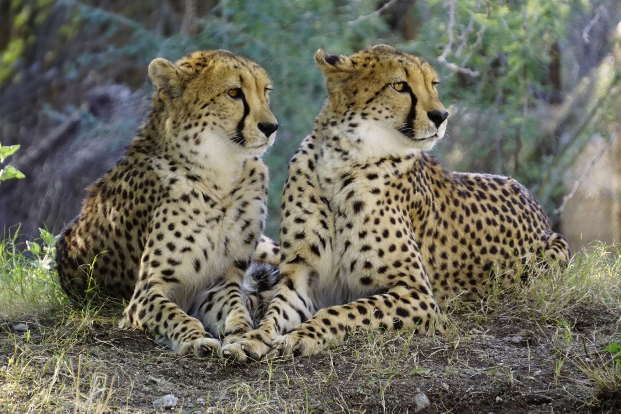 Indien will Geparden aus Südafrika ansiedeln