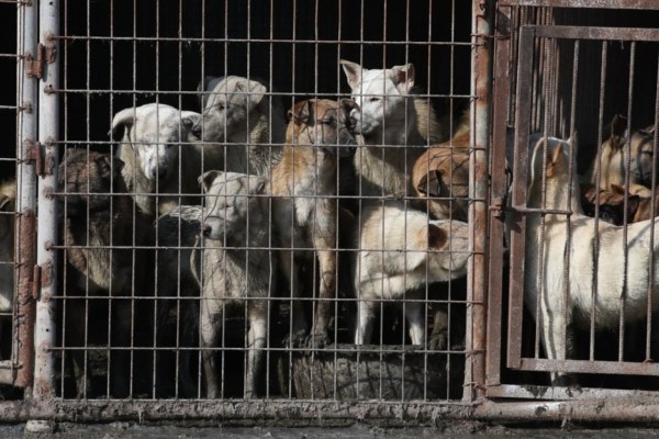 Indonesien: Hundeschlächter zu Gefängnis verurteilt
