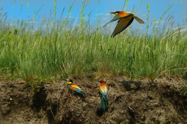 Klimawandel treibt Vögel in den Norden