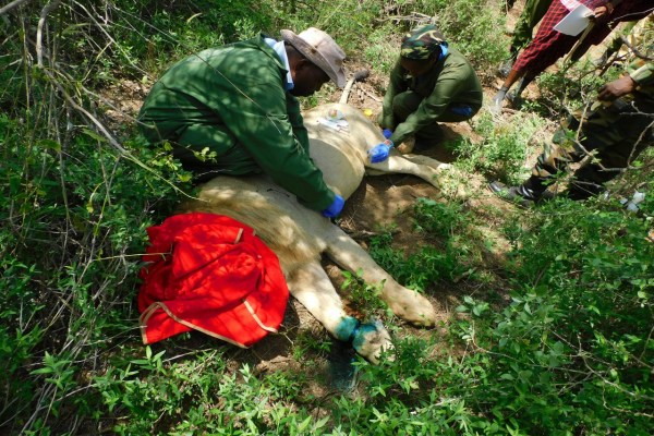 Kenia: Löwe aus tödlicher Drahtschlinge gerettet