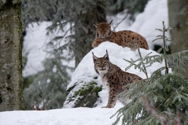 Le lynx se plaît aussi au Tessin