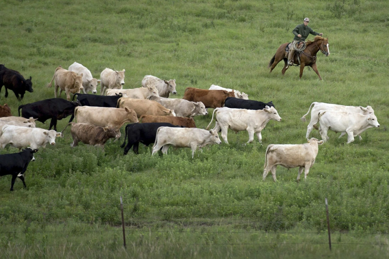 Massive Hitzewelle tötet über 2’000 Rinder in Kansas