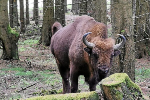 Morte del bisonte del Westerwald: liberazione o violazione della legge?
