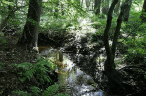 Keine Jagd im Biotop »Rüm Hart«!