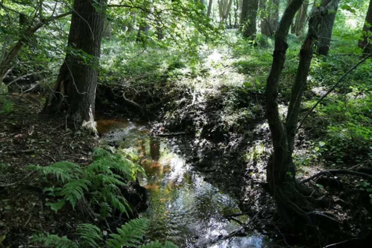 Keine Jagd im Biotop »Rüm Hart«!