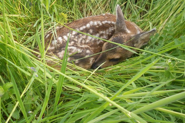 Gli agricoltori proteggono i piccoli di capriolo durante la fienagione?