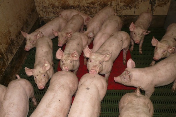 Baviera: condizioni scandalose nell'allevamento di animali