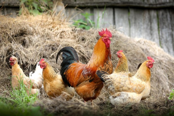 Le associazioni per il benessere animale chiedono un cambiamento nella produzione di pollame