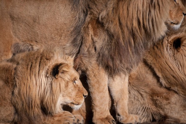 US-Jagdlobby investiert Million gegen Trophäenverbot