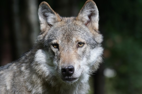 Wolf protection is set to be abolished