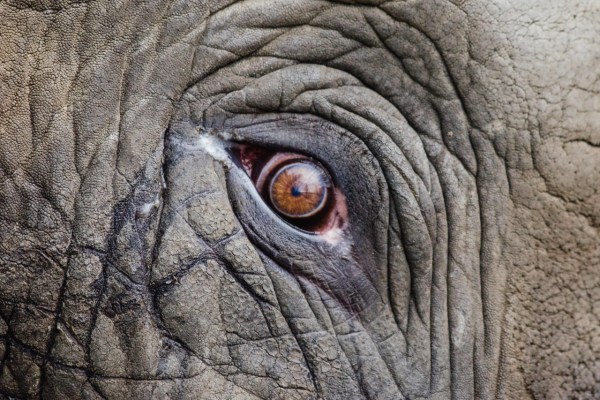 How do different animal species see the world?