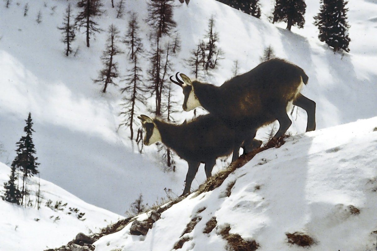 Wild beim Wild